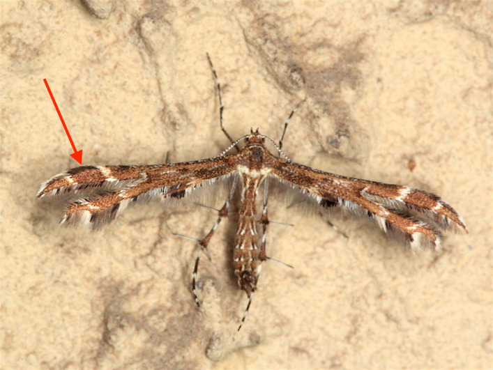 Pterophoridae:  Oxyptilus parvidactyla